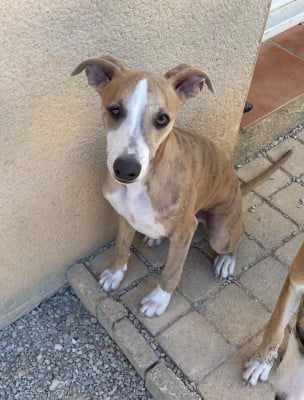 Les chiots de Whippet