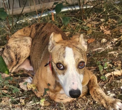 Les chiots de Whippet
