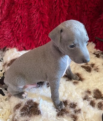 Les chiots de Petit Levrier Italien