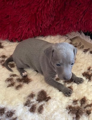 Les chiots de Petit Levrier Italien