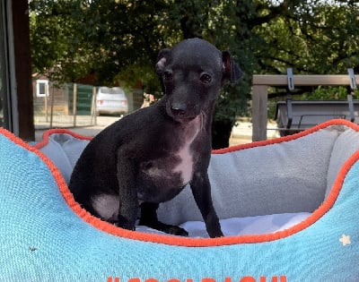 Les chiots de Petit Levrier Italien