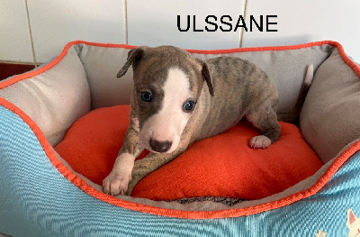 ULSSANE - Whippet
