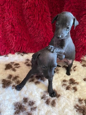 Les chiots de Petit Levrier Italien