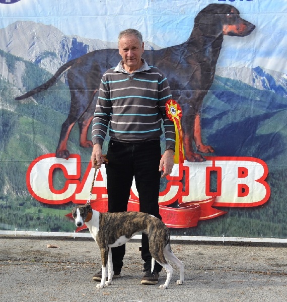 CH. Laya du domaine de Peyrazet - Champion et Grand Champion du Montenegro