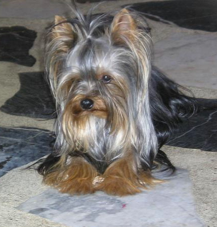 Publication : de Castelam Auteur : Anne-Marie CASTEL