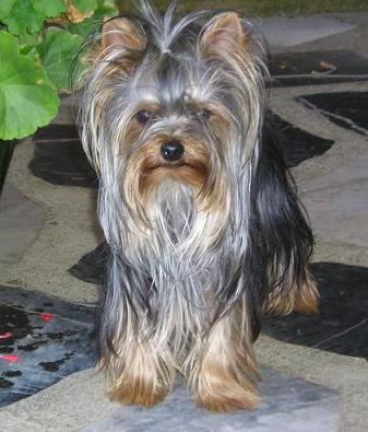 Publication : de Castelam Auteur : Anne-Marie CASTEL