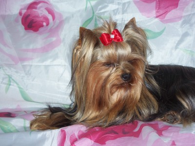 Publication : de Castelam Auteur : Anne-Marie CASTEL