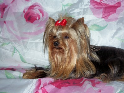 Publication : de Castelam Auteur : Anne-Marie CASTEL