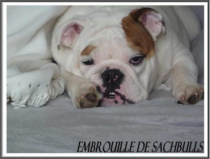 Embrouille dite nikita Sachbulls