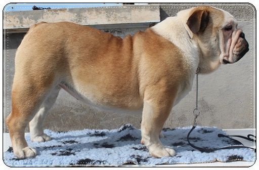 Indochine De la Cour des Molosses