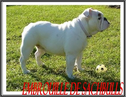 Embrouille dite nikita Sachbulls