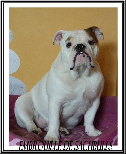 Embrouille dite nikita Sachbulls