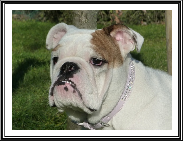 Embrouille dite nikita Sachbulls