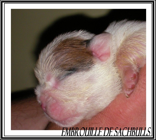 Embrouille dite nikita Sachbulls