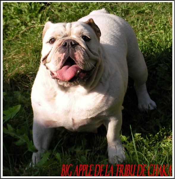 Embrouille dite nikita Sachbulls