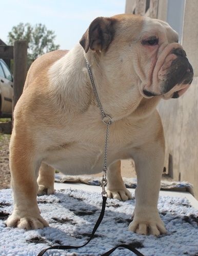 Indochine De la Cour des Molosses