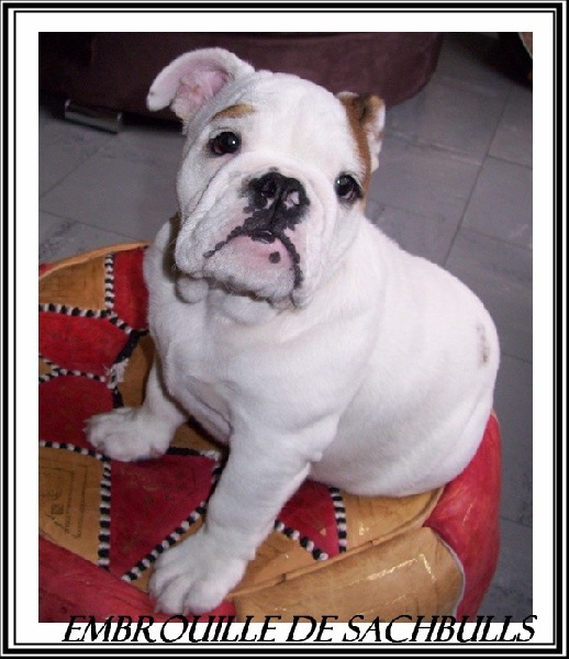Embrouille dite nikita Sachbulls
