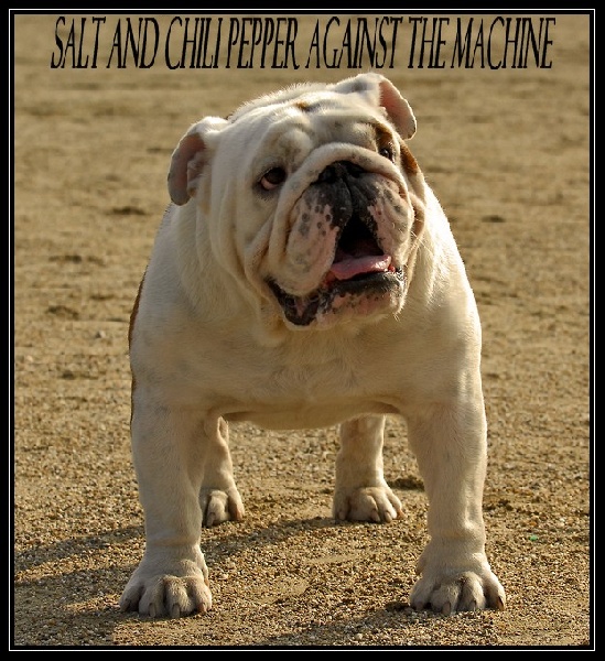 Embrouille dite nikita Sachbulls