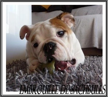 Embrouille dite nikita Sachbulls