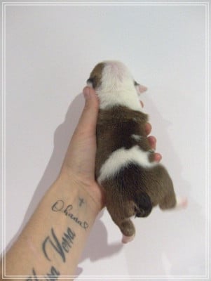 Les chiots de Bulldog Anglais