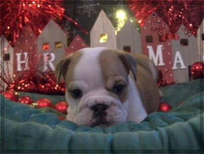Les chiots de Bulldog Anglais