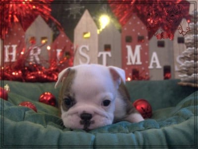 Les chiots de Bulldog Anglais