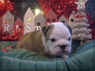 Les chiots de Bulldog Anglais