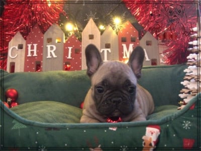 Les chiots de Bouledogue français