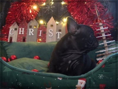 Les chiots de Bouledogue français