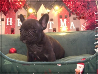 Les chiots de Bouledogue français