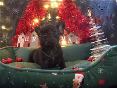 Les chiots de Bouledogue français