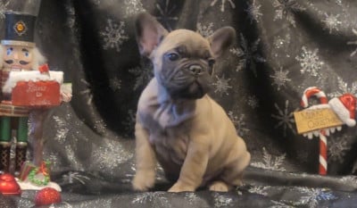 Les chiots de Bouledogue français