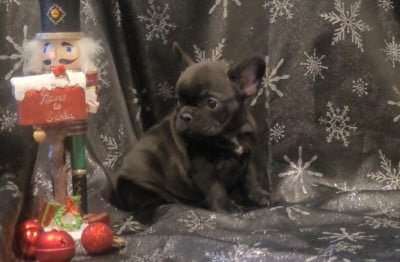 Les chiots de Bouledogue français