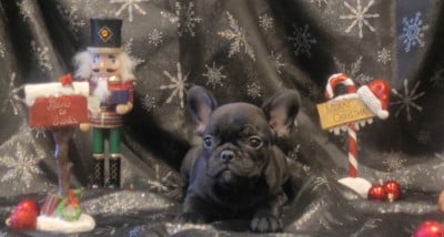 Les chiots de Bouledogue français