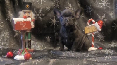 Les chiots de Bouledogue français