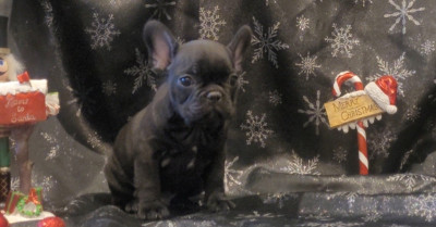 Les chiots de Bouledogue français