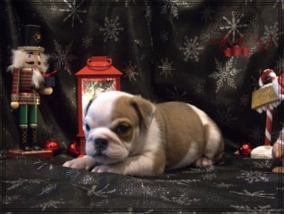 Les chiots de Bulldog Anglais