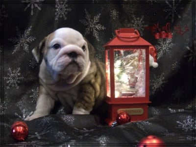 Les chiots de Bulldog Anglais