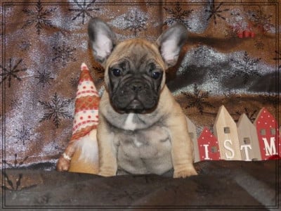 Les chiots de Bouledogue français