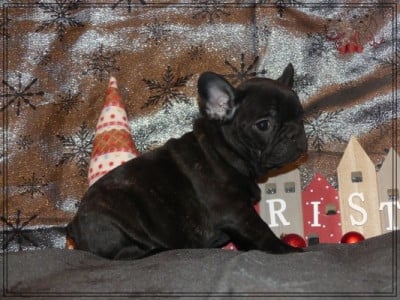 Les chiots de Bouledogue français