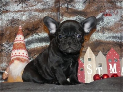 Les chiots de Bouledogue français