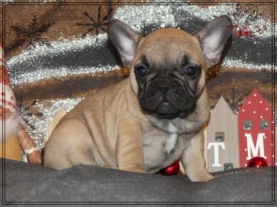 Les chiots de Bouledogue français