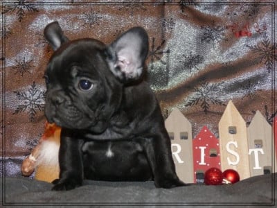 Les chiots de Bouledogue français