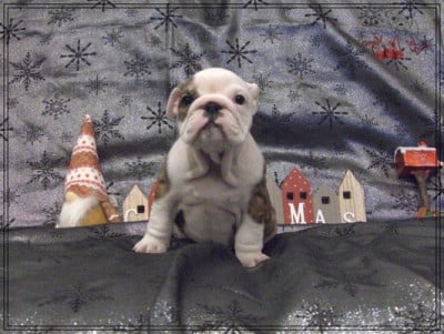 Les chiots de Bulldog Anglais