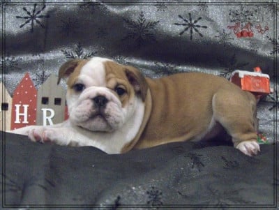 Les chiots de Bulldog Anglais