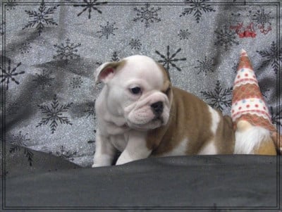 Les chiots de Bulldog Anglais