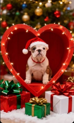 Les chiots de Bulldog Anglais