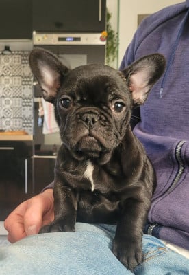 Les chiots de Bouledogue français