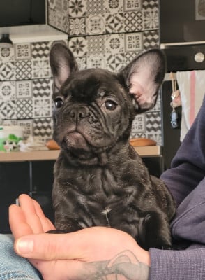 Les chiots de Bouledogue français