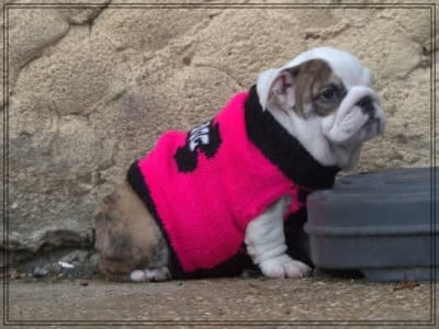 Les chiots de Bulldog Anglais